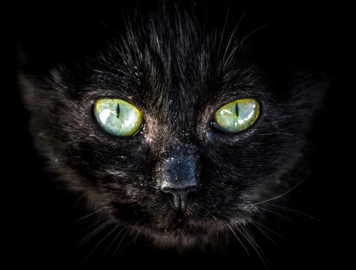 Play It Safe: Ensuring Your Cat'S Well-Being During Playtime