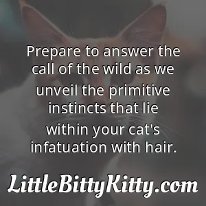 Prepare to answer the call of the wild as we unveil the primitive instincts that lie within your cat's infatuation with hair.