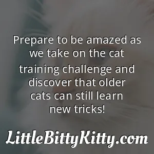 Prepare to be amazed as we take on the cat training challenge and discover that older cats can still learn new tricks!