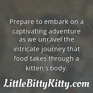 Prepare to embark on a captivating adventure as we unravel the intricate journey that food takes through a kitten's body.