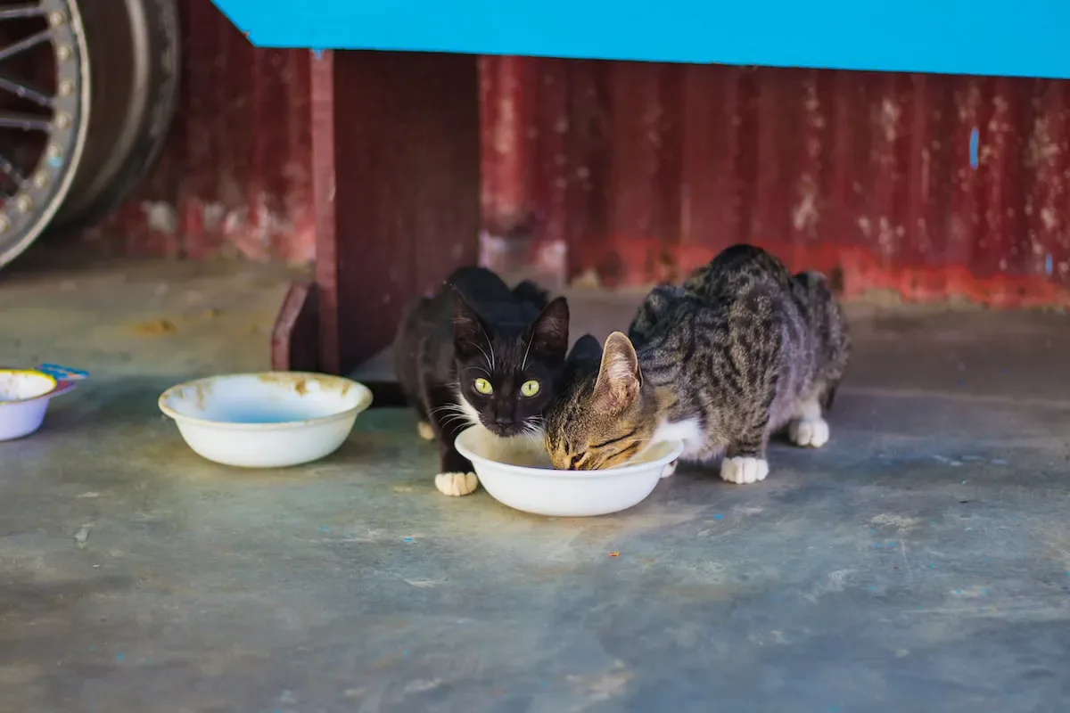 Psychology Meets Biology: Delving Into The Inner Workings Of Cats' Fearful Reactions To Cucumbers