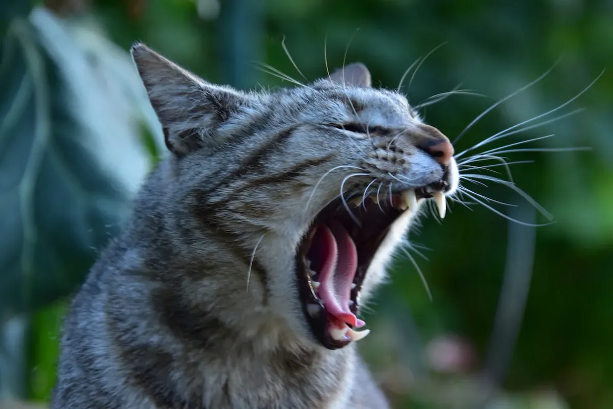 Purr-Fectly Peculiar: Unveiling The Secrets Behind Your Cat'S Trilling Behavior