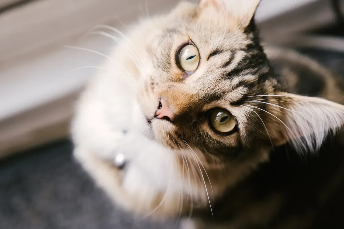 Purr Therapy: Unraveling The Comforting Connection Between Cats And Humans