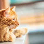 Purr-fectly Washing Your Cat: Scratch-Free Tips for a Clean and Contented Feline