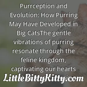 Purrception and Evolution: How Purring May Have Developed in Big CatsThe gentle vibrations of purring resonate through the feline kingdom, captivating our hearts and igniting curiosity.