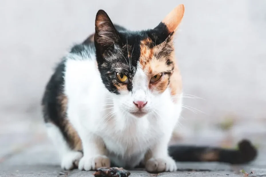 Purrfect Poultry: Can Cats Safely Devour Chicken Breast Daily?