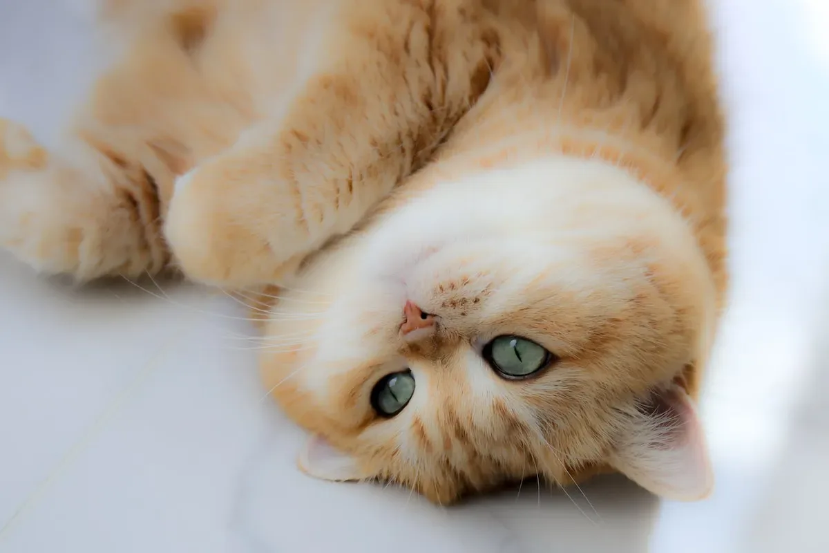 Purrfect Preening: Exploring The Grooming Instinct In Cats