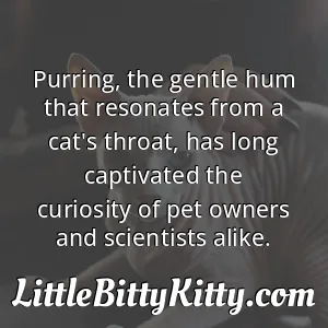 Purring, the gentle hum that resonates from a cat's throat, has long captivated the curiosity of pet owners and scientists alike.