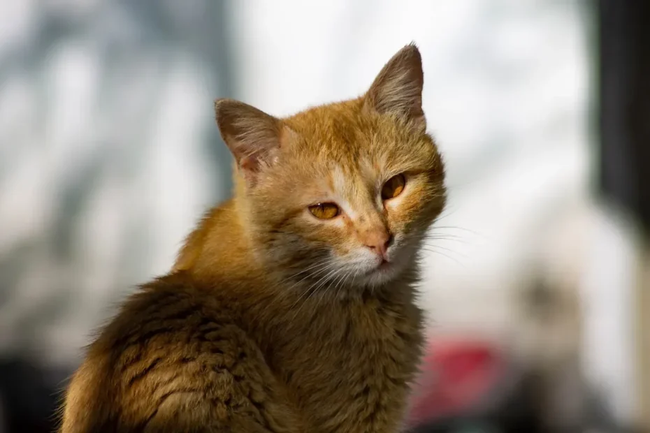 Purrplexed: Unraveling the Truth Behind Cats' Purring in Pain