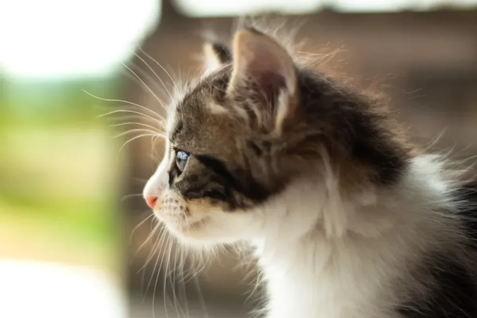 Purrplexing Paper Munchies: Decoding Your Cat's Fascination