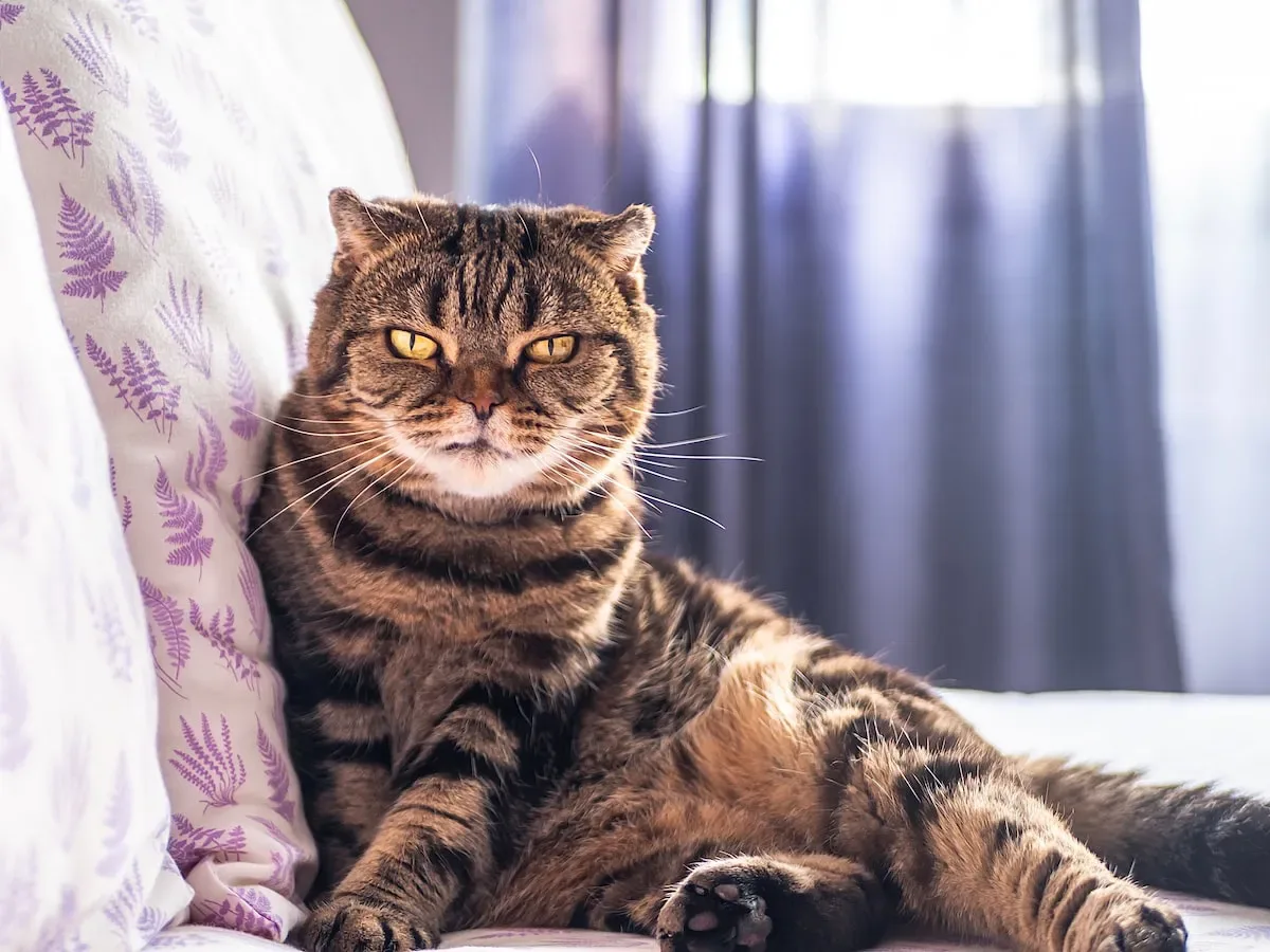 Purrplexing Patterns: Decoding The Body Language Behind Leg Biting
