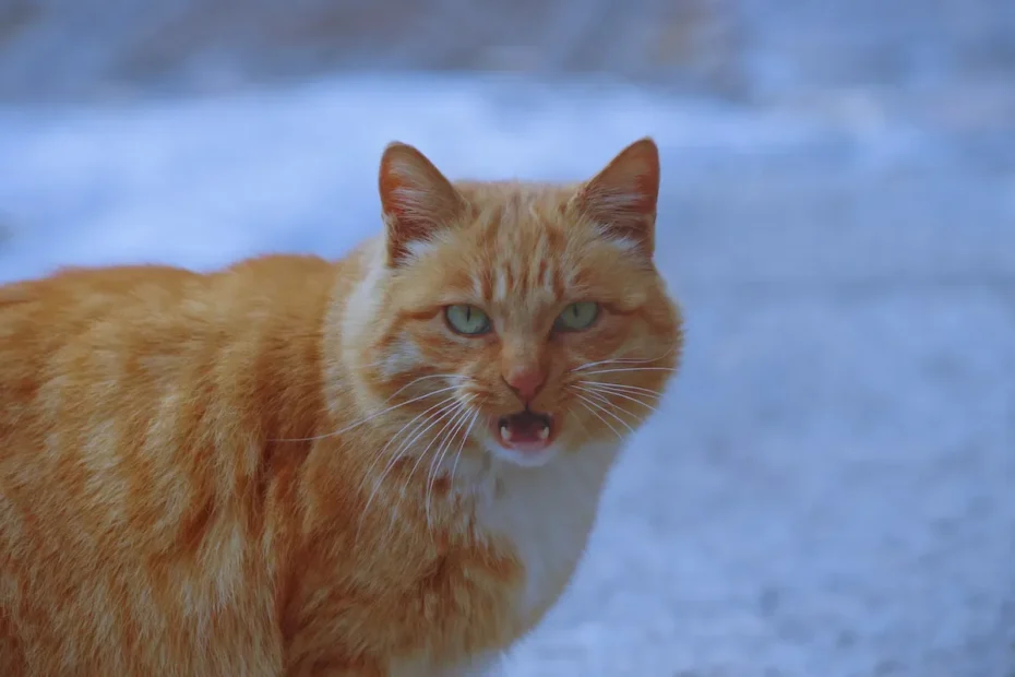 Quenching Curiosity: Do Cats Prefer Warm or Cold Water?
