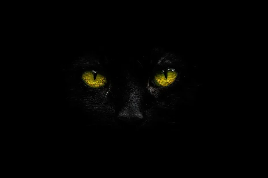 Roaring Rumbles to Purring Vibes: Exploring the Big Cat Kingdom