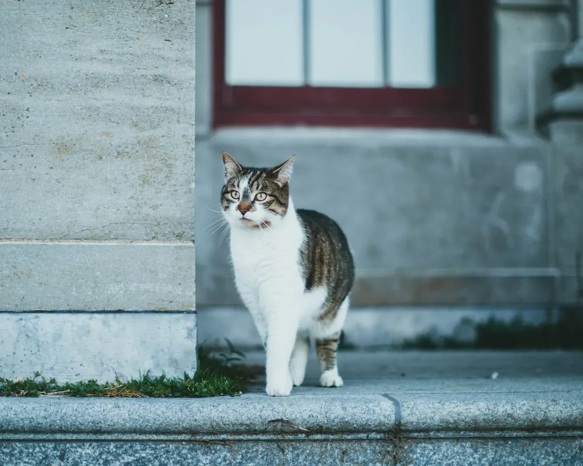 Seasonal Shedding: How Environmental Factors Impact Russian Blue Cats