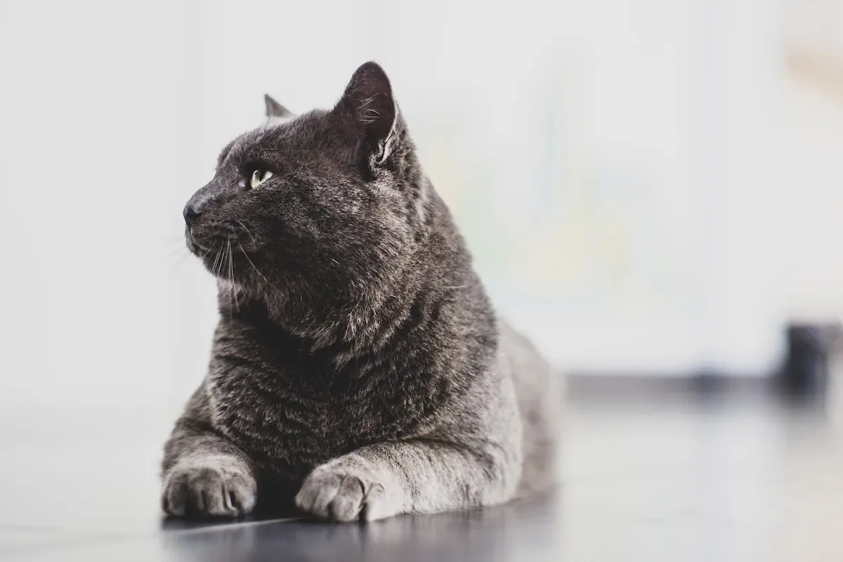 Secrets Of The Whiskered Kiss: Cat Musings On Our Smooches