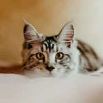 Shaking Cats: Decoding the Post-Bath Tremors