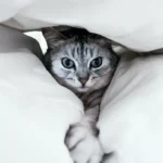 Shedding Light: Do Stressed Cats Shed?
