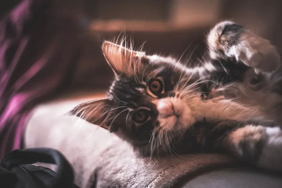 Shedding Secrets Unveiled: Do Shorthair Cats Shed Less?