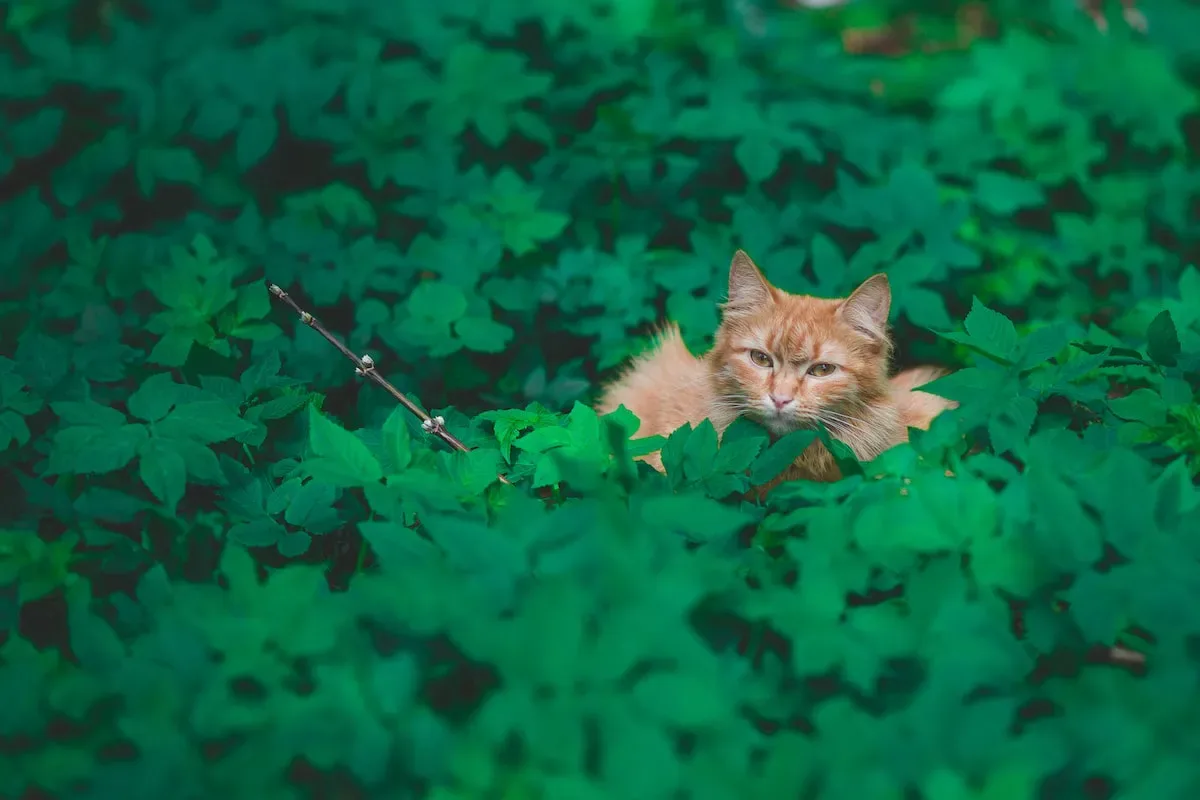 Shedding Stress: How Environmental Changes Affect Whiskers