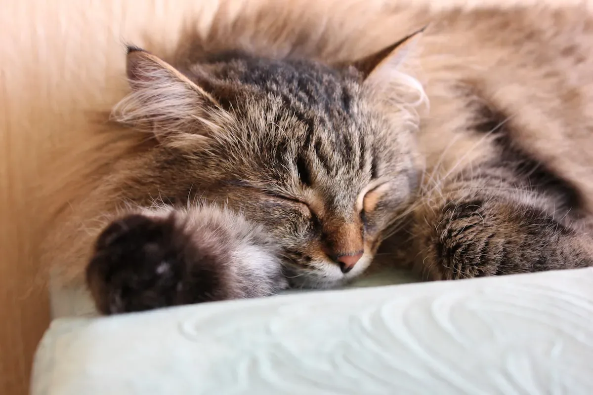Shorthair Cat Shedding Myths Debunked: Setting The Record Straight