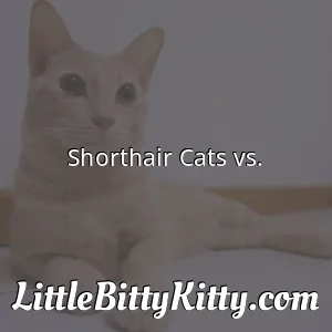 Shorthair Cats vs.