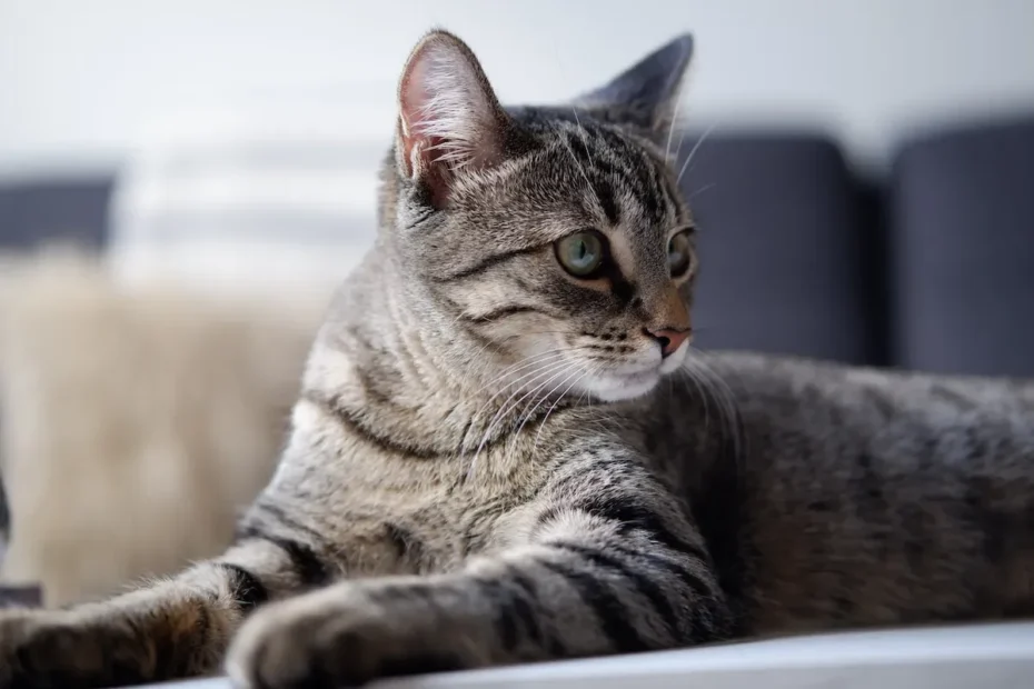 Should You Pet Your Cat While Eating? Unraveling the Whiskered Mystery