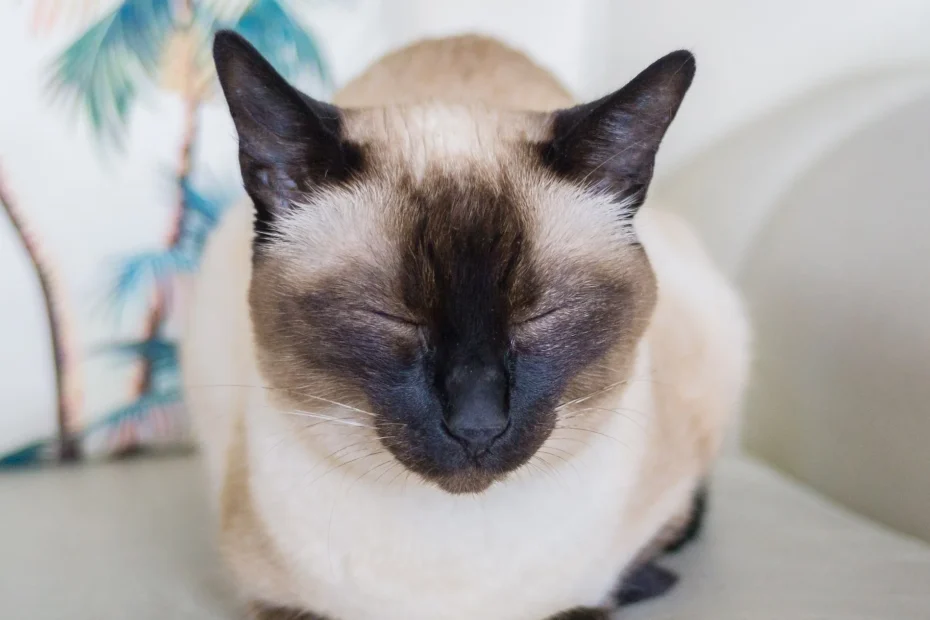 Siamese Cats Health Issues