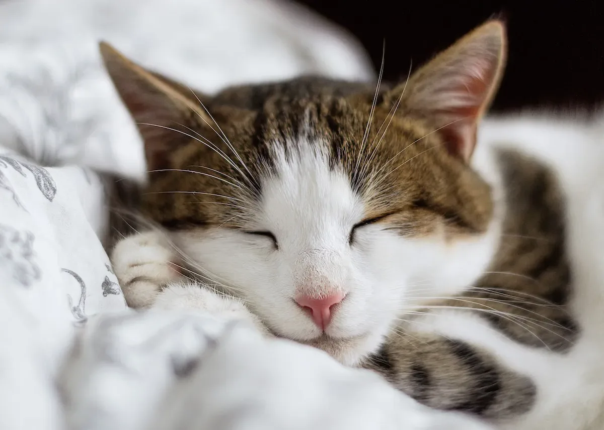 Sneezing Serendipity: Understanding The Unpredictable Nature Of Cat Allergies