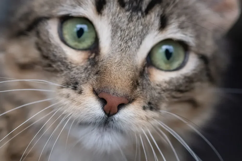 Startling Secrets: Decoding Cats' Fear of Cucumbers