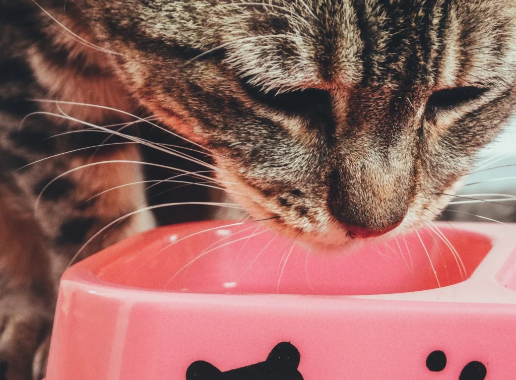 Tabby cat eating from pink bowl