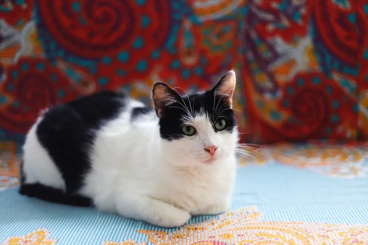 Tailored Treats: Considering Your Cat'S Age And Specific Needs