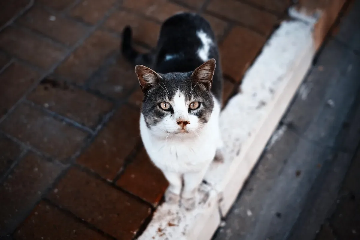 Tailoring Your Grooming Routine: Techniques To Accommodate Your Cat'S Preferences