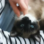 The 5 a.m. Meow Mystery: Understanding Your Cat's Early Morning Serenade