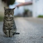 The Affectionate Enigma: Decoding Your Cat's Unexplained Attachment