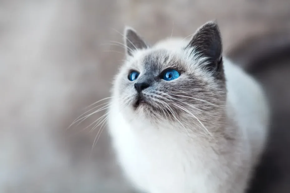 The Dish on Cat Bowl Hygiene: How Often to Clean Them