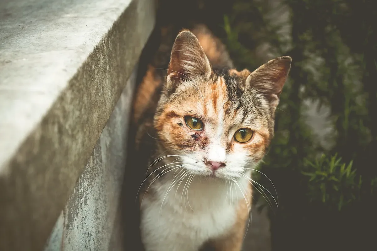 The Dos And Don'Ts Of Treating Your Cat Every Day