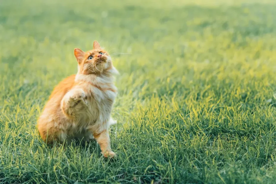 The Fetching Phenomenon: Unraveling the Intriguing Cat Behavior