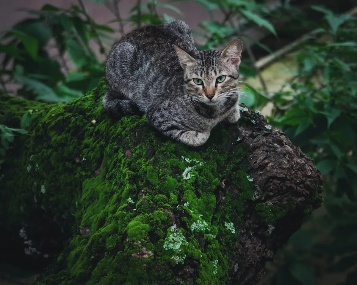 The Great Debate: Uncovering The Pros And Cons Of Covered Beds For Cats