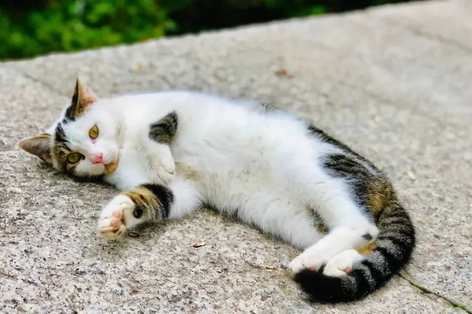 The Headbutt Connection: Decoding Your Cat's Affectionate Behavior