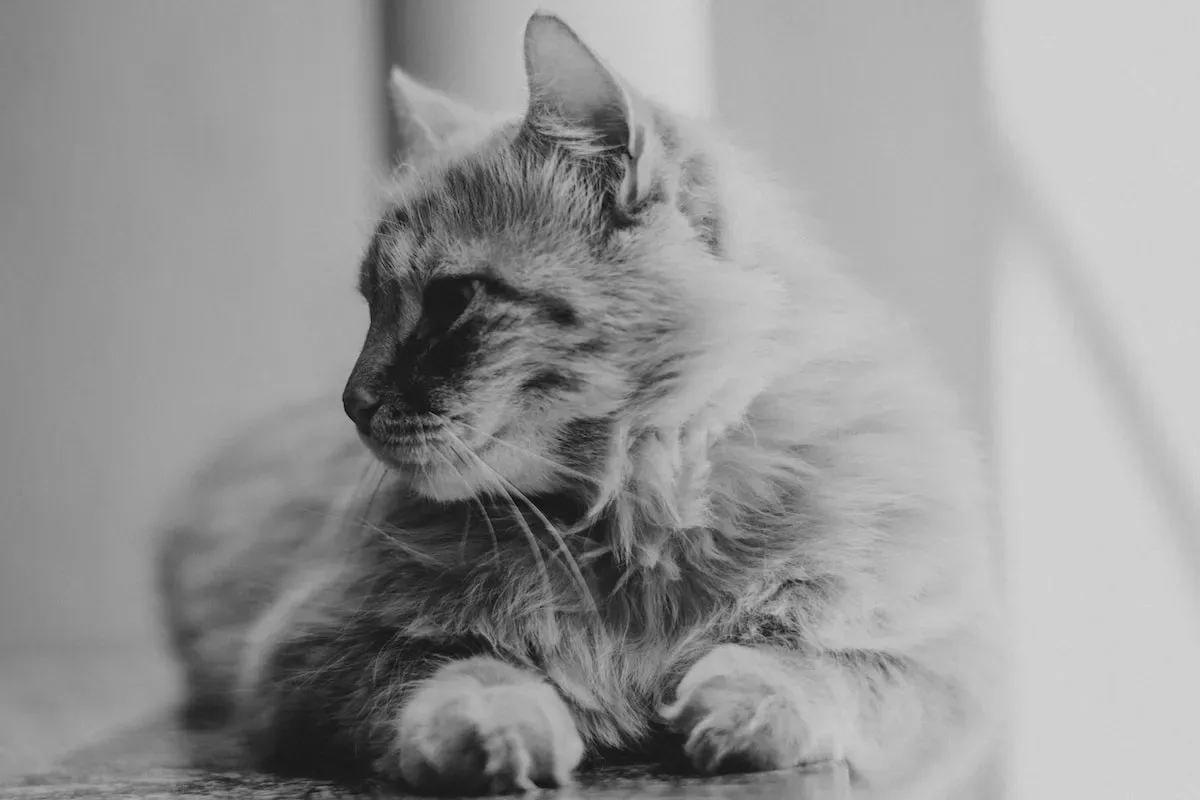 The Hidden Messages: Unveiling The Reasons Behind Your Cat'S Lip-Licking And Swallowing