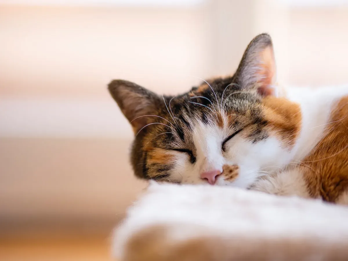 The Intimate Dance: Exploring The Relationship Between Purring And Biting
