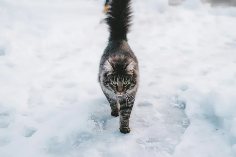 The Jelly Enigma: Why Does My Cat Prefer Jelly?