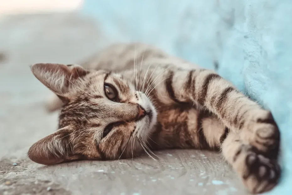 The Lick-ception Enigma: Decoding Why Cats Love Licking the Couch