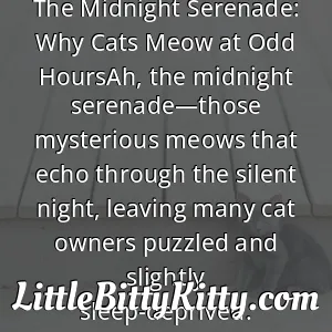 The Midnight Serenade: Why Cats Meow at Odd HoursAh, the midnight serenade—those mysterious meows that echo through the silent night, leaving many cat owners puzzled and slightly sleep-deprived.