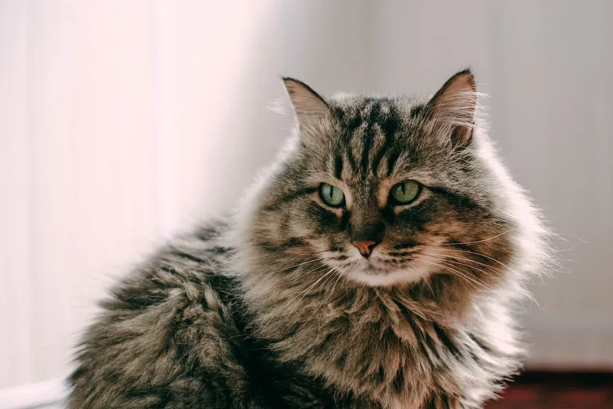The Sensory Experience: How Your Cat Uses Its Paws To Explore The World