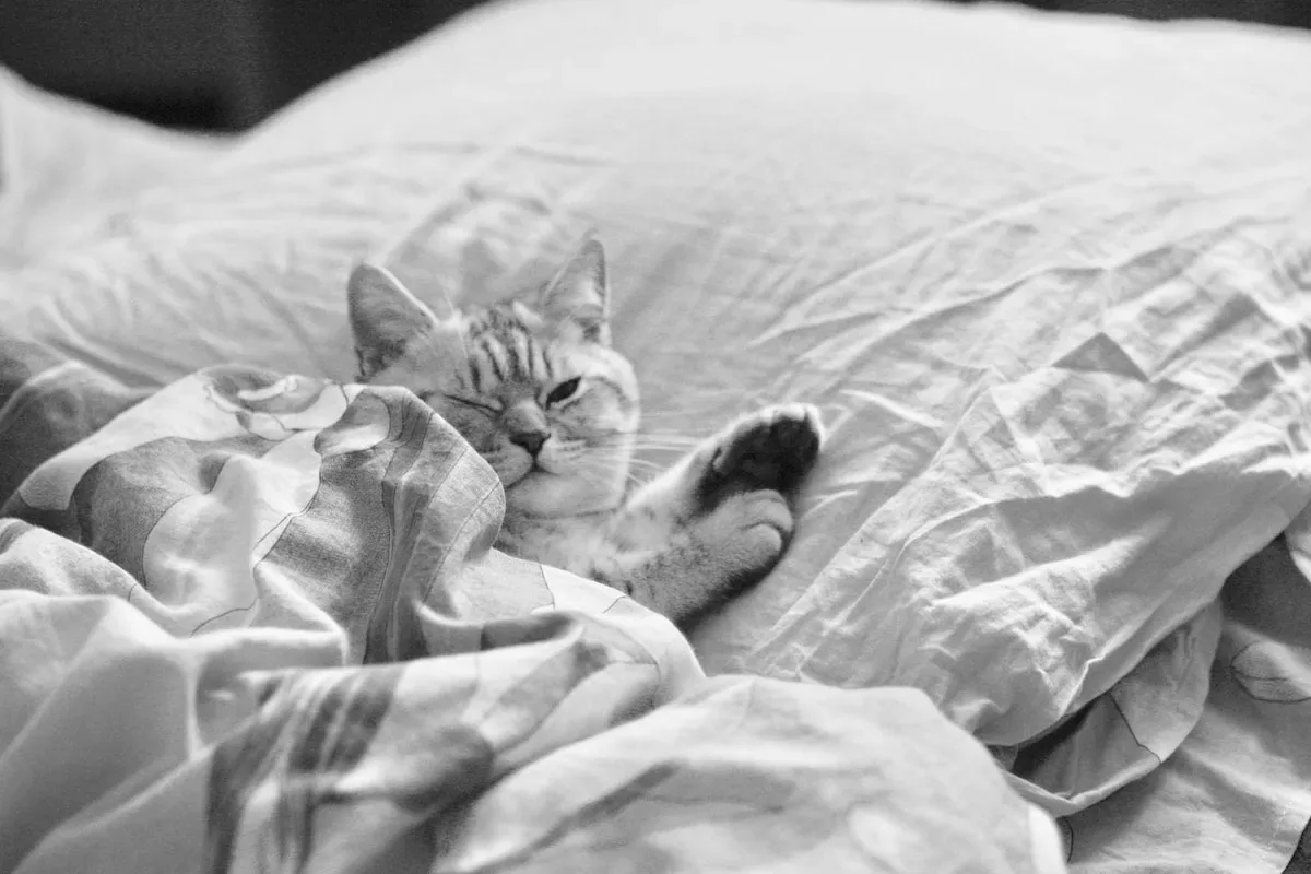 The Silent Observers: Cats' Unique Role In Your Nighttime Routine