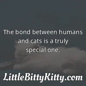 The bond between humans and cats is a truly special one.