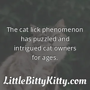 The cat lick phenomenon has puzzled and intrigued cat owners for ages.