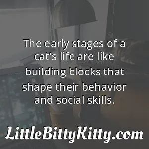 The early stages of a cat's life are like building blocks that shape their behavior and social skills.