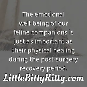 The emotional well-being of our feline companions is just as important as their physical healing during the post-surgery recovery period.